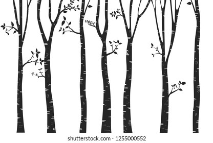 Silhouette  Tree Birch Background