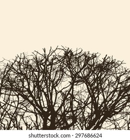 silhouette of the tree branches