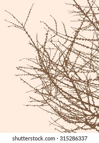 silhouette of the tree branches