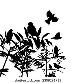 Silhouette of tree branches and birds. Vector illustration, realistic tree branch with leaves and two birds, in black color, on white background. Wall sticker.