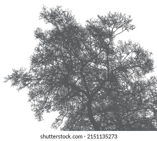 Silhouette of a tree and branches on a white background. Vector realistic black and white illustration of an elm tree.