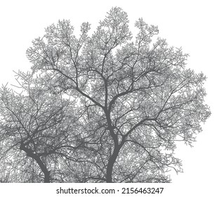 Silhouette of a tree and branches on a white background. Vector realistic black and white illustration of an elm tree.