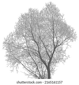 Silhouette of a tree and branches on a white background. Vector realistic black and white illustration of willow tree.