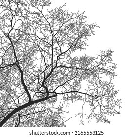 Silhouette of tree branches on a white background. Vector realistic black and white illustration of elm branches.
