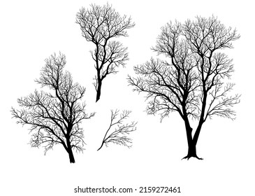 Silhouette de un árbol, ramas. Ilustración del vector