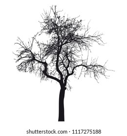 Silhouette of tree with branches,  winter scenery