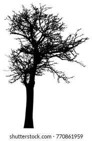 Silhouette of tree with branches,  winter scenery