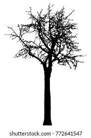 Silhouette of tree with branches,  winter scenery