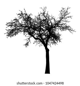 Silhouette of tree, bush with bare branches