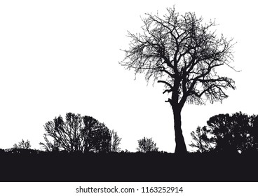 Silhouette of tree, bush with bare branches. Winter scenery trees afar landscape and black space for text, isolated vector