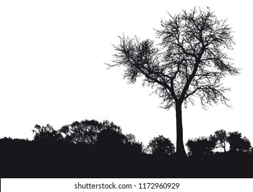 
Silhouette Of Tree, Bush With Bare Branches. Winter Scenery Trees Afar Landscape And Black Space For Text, Isolated Vector