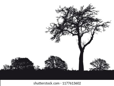 Silhouette of tree, bush with bare branches. Winter scenery trees afar landscape and black space for text, isolated vector