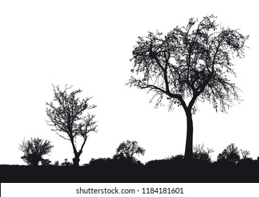 Silhouette of tree, bush with bare branches. Winter scenery trees afar landscape and black space for text, isolated vector