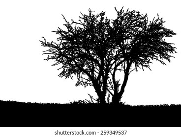 Silhouette of tree - bush with bare branches - winter scenery - landscape and black space for text - isolated - vector