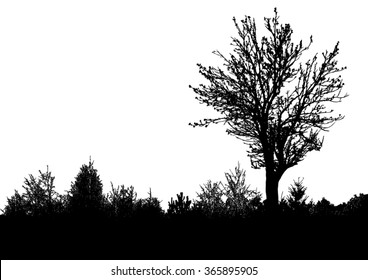 Silhouette Of Tree, Bush With Bare Branches. Winter Scenery Trees Afar Landscape And Black Space For Text, Isolated Vector