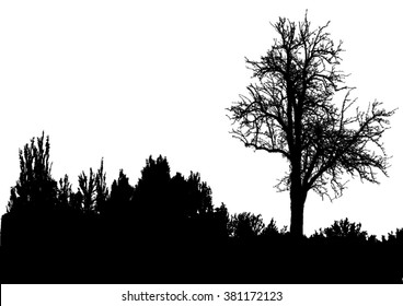 Silhouette of tree, bush with bare branches. Winter scenery trees afar landscape and black space for text, isolated vector