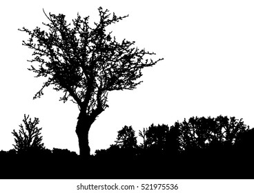 Silhouette of tree, bush with bare branches. Winter scenery trees a far landscape and black space for text, isolated vector