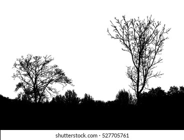Silhouette of tree, bush with bare branches. Winter scenery trees afar landscape and black space for text, isolated vector
