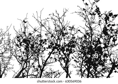 Silhouette of tree, bush with bare branches. Winter scenery trees afar landscape and black space for text, isolated vector