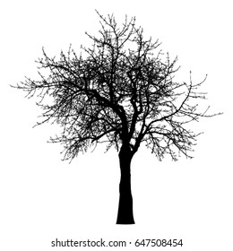 Silhouette of tree, bush with bare branches. 