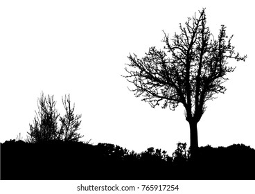 Silhouette of tree, bush with bare branches. Winter scenery trees afar landscape and black space for text, isolated