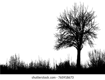 Silhouette of tree, bush with bare branches. Winter scenery trees afar landscape and black space for text, isolated