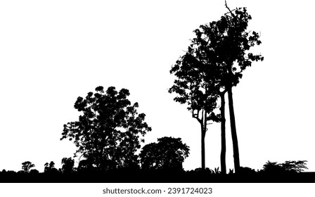 Silhouette de un árbol. Silueta forestal, sombra de árbol.