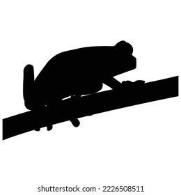 silhouette of a tree frog sitting on a branch cedar. little frog.