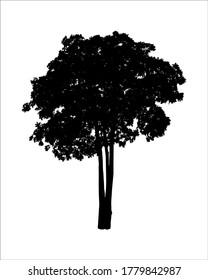 Silhouette of Tree isolated on white background
