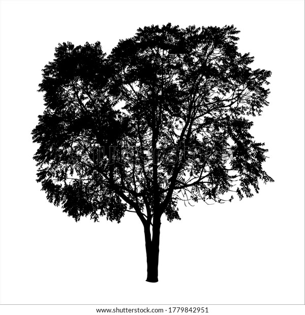 Silhouette Tree Isolated On White Background Stock Vector (Royalty Free ...