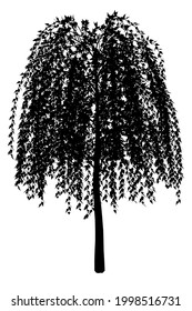 Silhouette of a tree with long hanging branches isolated on a white background. Vector illustration