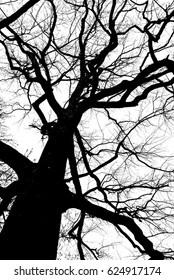 Silhouette of tree with many branches isolated on white, view from below to above