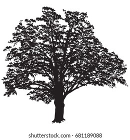 Silhouette of a tree of an oak (Quercus) with leaves, the black-and-white vector image