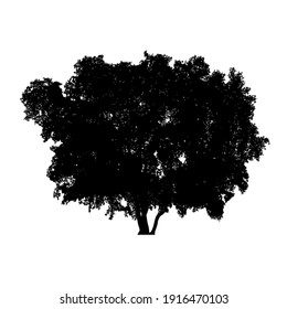 Silhouette of tree on white background.