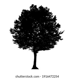 Silhouette of tree on white background.