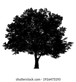 Silhouette of tree on white background.