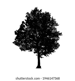 Silhouette of tree on white background.