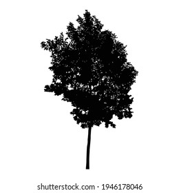 Silhouette of tree on white background.