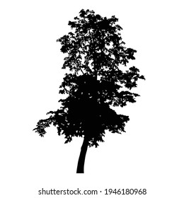 Silhouette of tree on white background.
