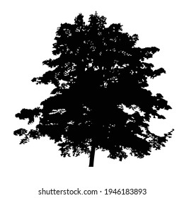 Silhouette of tree on white background.