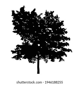 Silhouette of tree on white background.