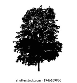 Silhouette of tree on white background.