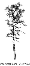 Silhouette of a tree on a white background. Vector realistic black and white illustration of a pine tree.