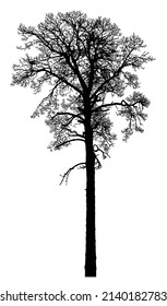 Silueta de un árbol sobre un fondo blanco. Ilustración vectorial realista en blanco y negro de un pino.
