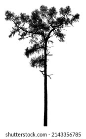 Silhouette of a tree on a white background. Vector realistic black and white illustration of a larch.