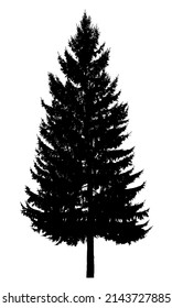 Silhouette of a tree on a white background. Vector realistic black and white illustration of fir.
