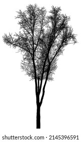 Silhouette of a tree on a white background. Vector realistic black and white illustration of a poplar tree.