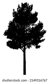 Silhouette of a tree on a white background. Vector realistic black and white illustration of a pine tree.