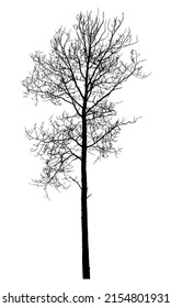 Silhouette of a tree on a white background. Vector realistic black and white illustration of aspen. svg