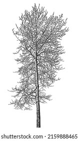 Silhouette of a tree on a white background. Vector realistic black and white illustration of aspen tree.